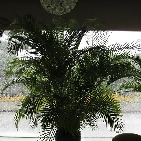 凯瑟琳酒店 4* 法里拉基